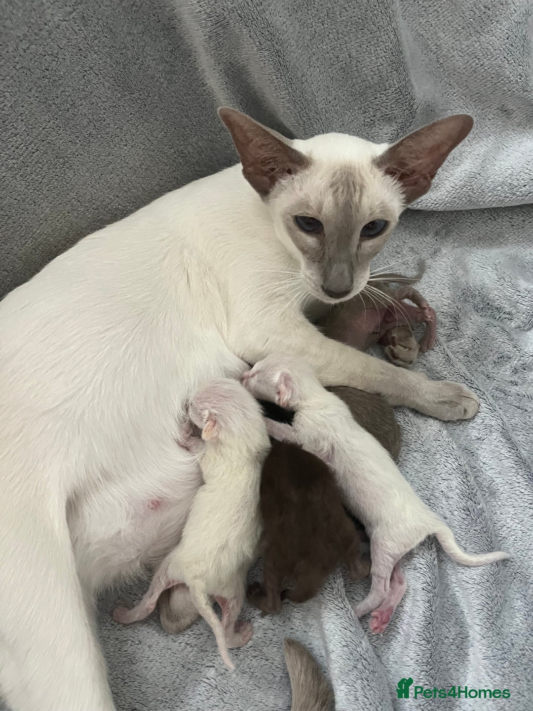 Siamese cats for sale: Outstanding pedigree Siamese Oriental kittens - Image 3