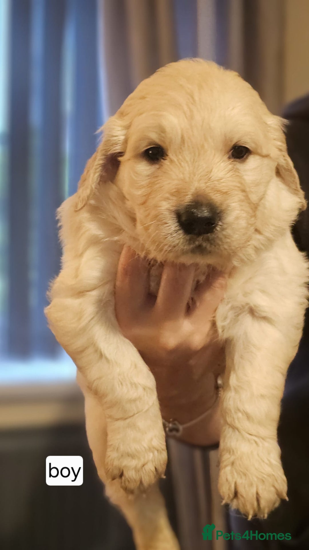 Golden Retriever dogs for sale: Golden retriever puppies - Image 8