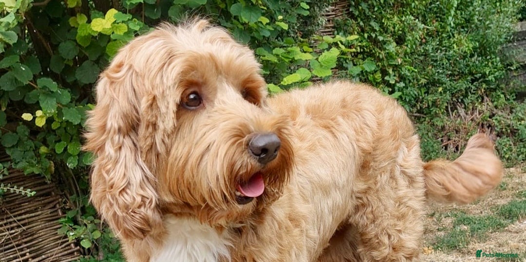 Australian Labradoodle dogs for stud: 100 percentage pure Australian family boy  in Bedford - Image 9