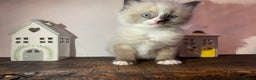 Ragdoll cats for sale: Beautiful Purebred Ragdoll Kittens  - Advert 13