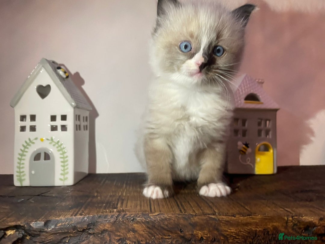 Ragdoll cats for sale: Beautiful Purebred Ragdoll Kittens  - Advert 13