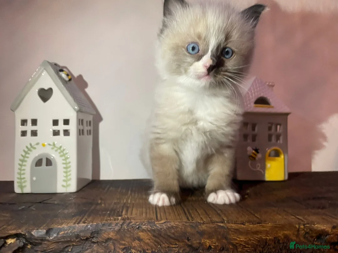 Ragdoll cats for sale: Beautiful Purebred Ragdoll Kittens  - Advert 1