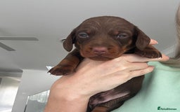 Miniature Dachshund dogs for sale: Of 5 purebred Miniature Dachshund - Image 6