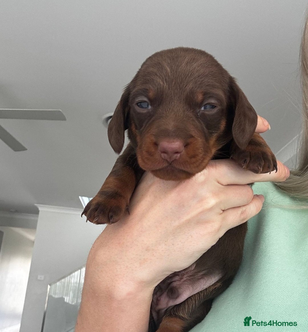 Miniature Dachshund dogs for sale: Of 5 purebred Miniature Dachshund - Image 6
