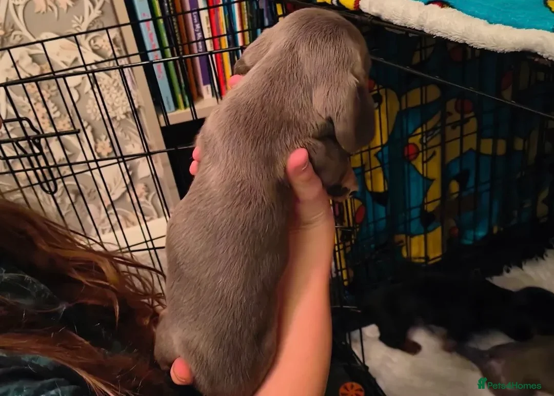 Dachshund dogs for sale: Dachshund puppies - Advert 17