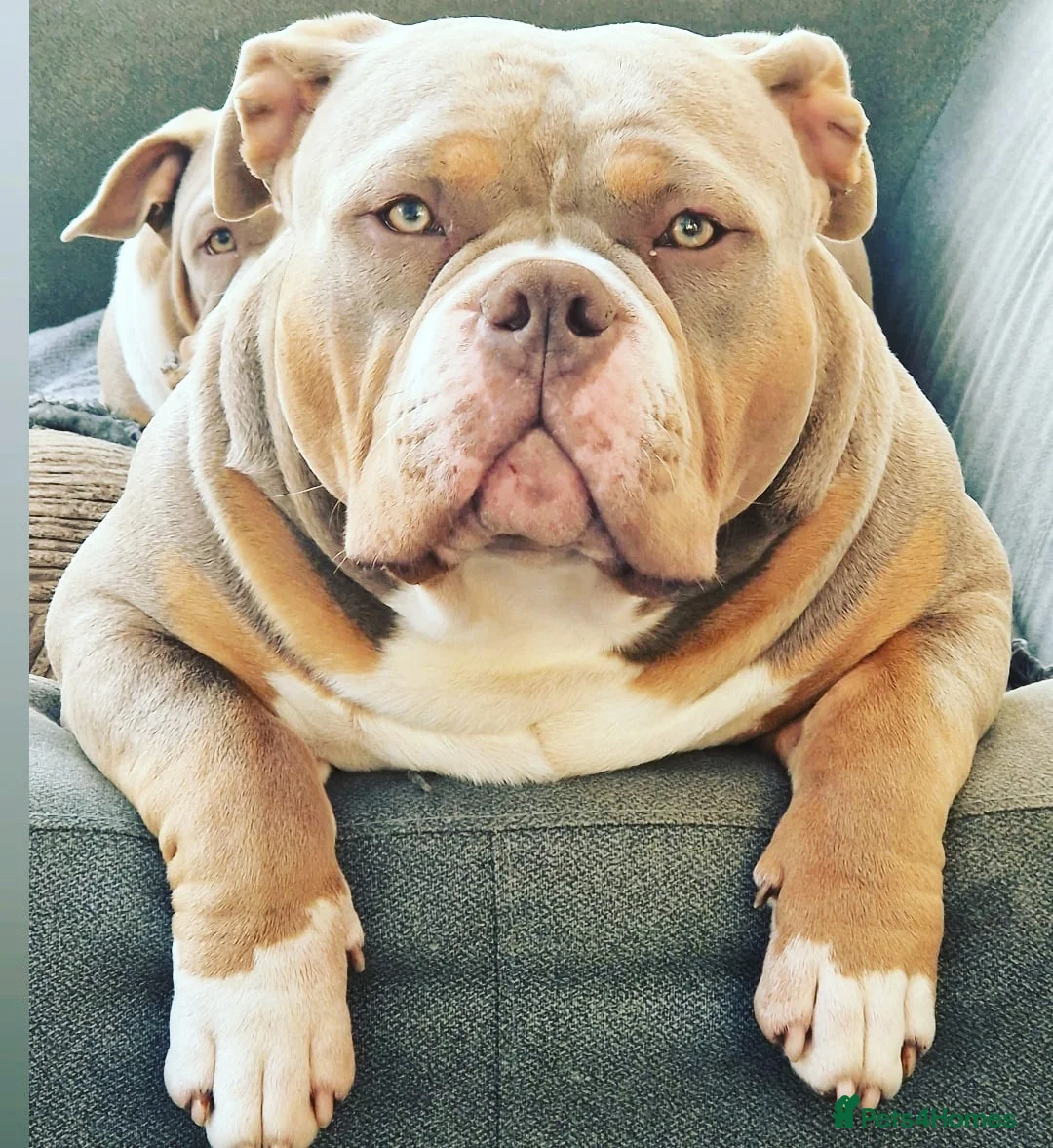 American Bully dogs for stud: American Pocket Bully PROVEN ! in Dartford - Advert 16