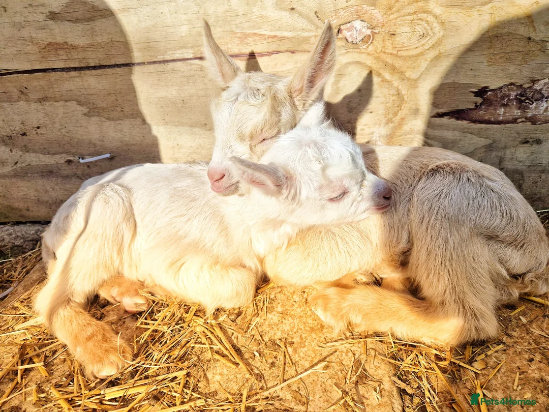 Goats livestock for sale: Saanen  goats - Advert 1