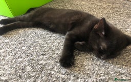 British Shorthair cats for sale: 🐾 A Rare Band of Ghost Tabby Kittens 🐾 - Image 9