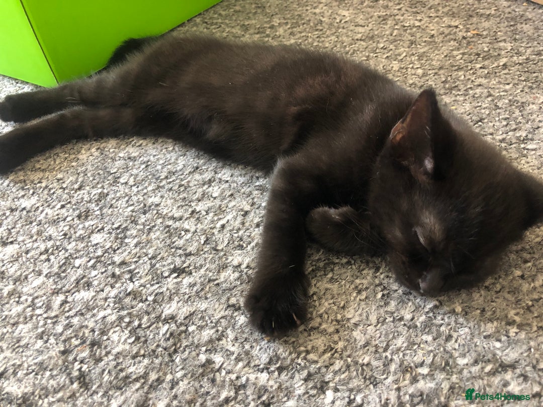 British Shorthair cats for sale: 🐾 A Rare Band of Ghost Tabby Kittens 🐾 - Image 9