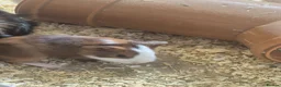 Guinea Pig rodents for sale: Boars for sale all well tempered  - Advert 7