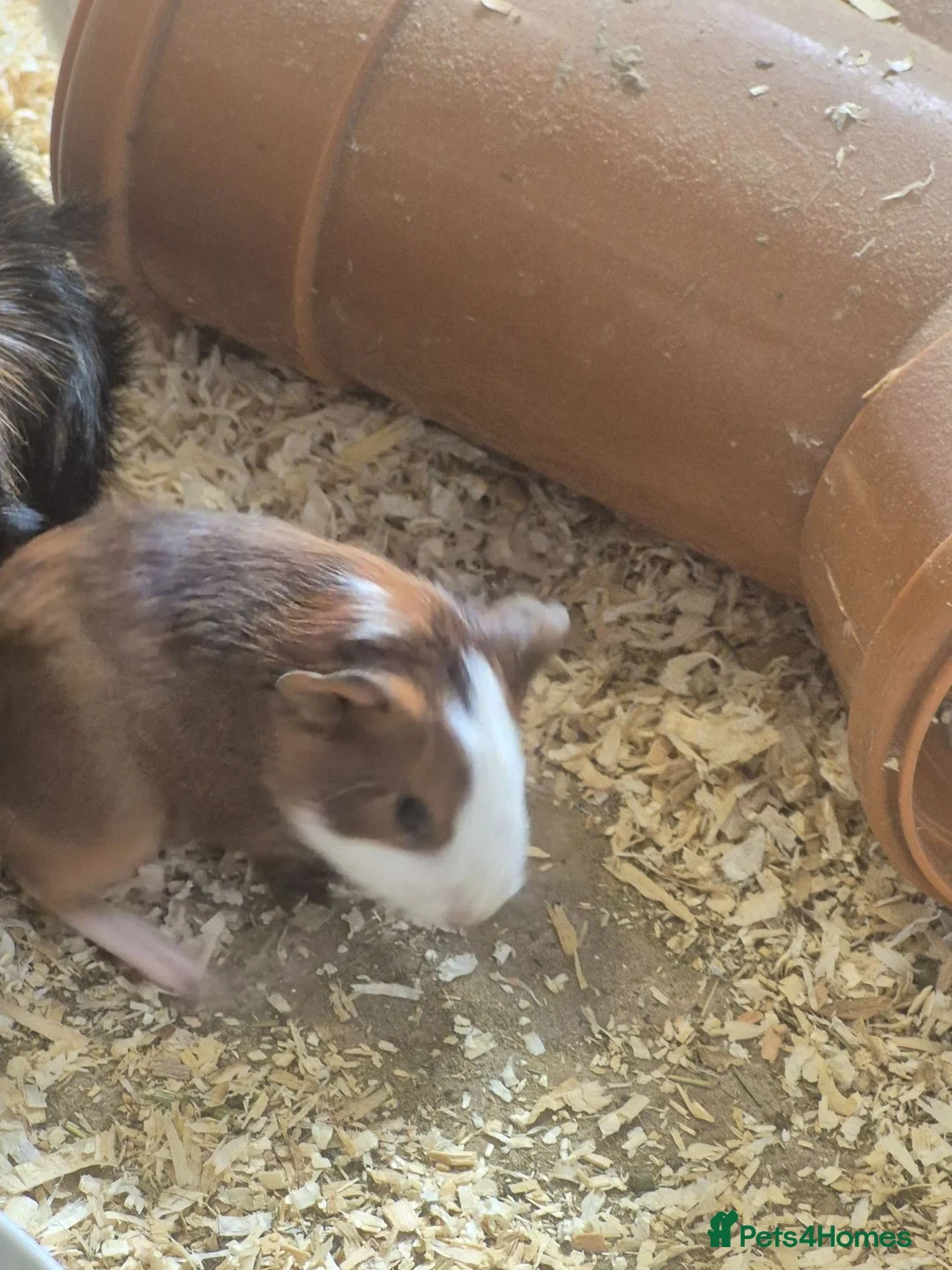 Guinea Pig rodents for sale: Boars for sale all well tempered  - Advert 7