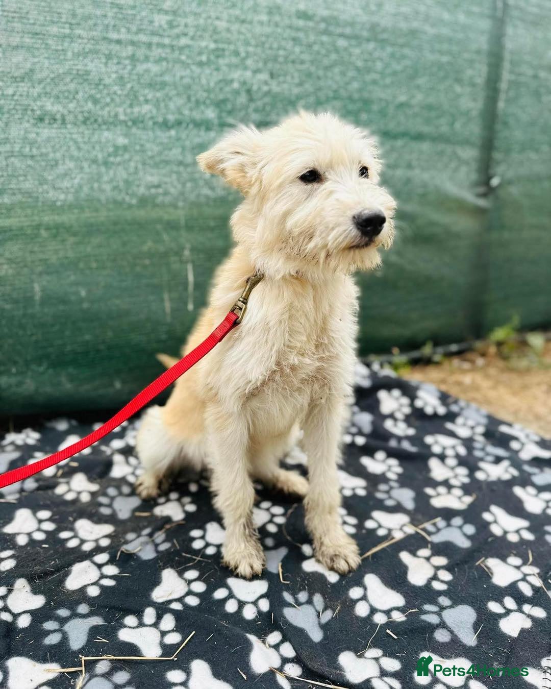 Mixed Breed dogs for adoption: Affectionate Athena - Advert 4