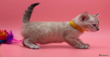 Bengal cats - Advert 8