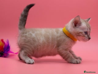 Bengal cats ✨ Snow Lynx Bengal Kittens – Ready to Reserve! ✨ - Advert 1