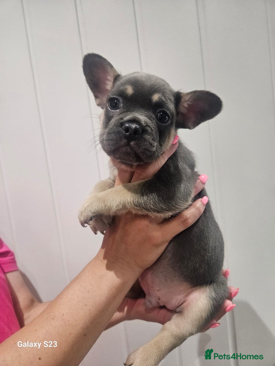 French Bulldog dogs for sale: ⭐️⭐️⭐️⭐️litter of 6 Beautiful french bulldogs 😍🏠 in Southampton - Image 7