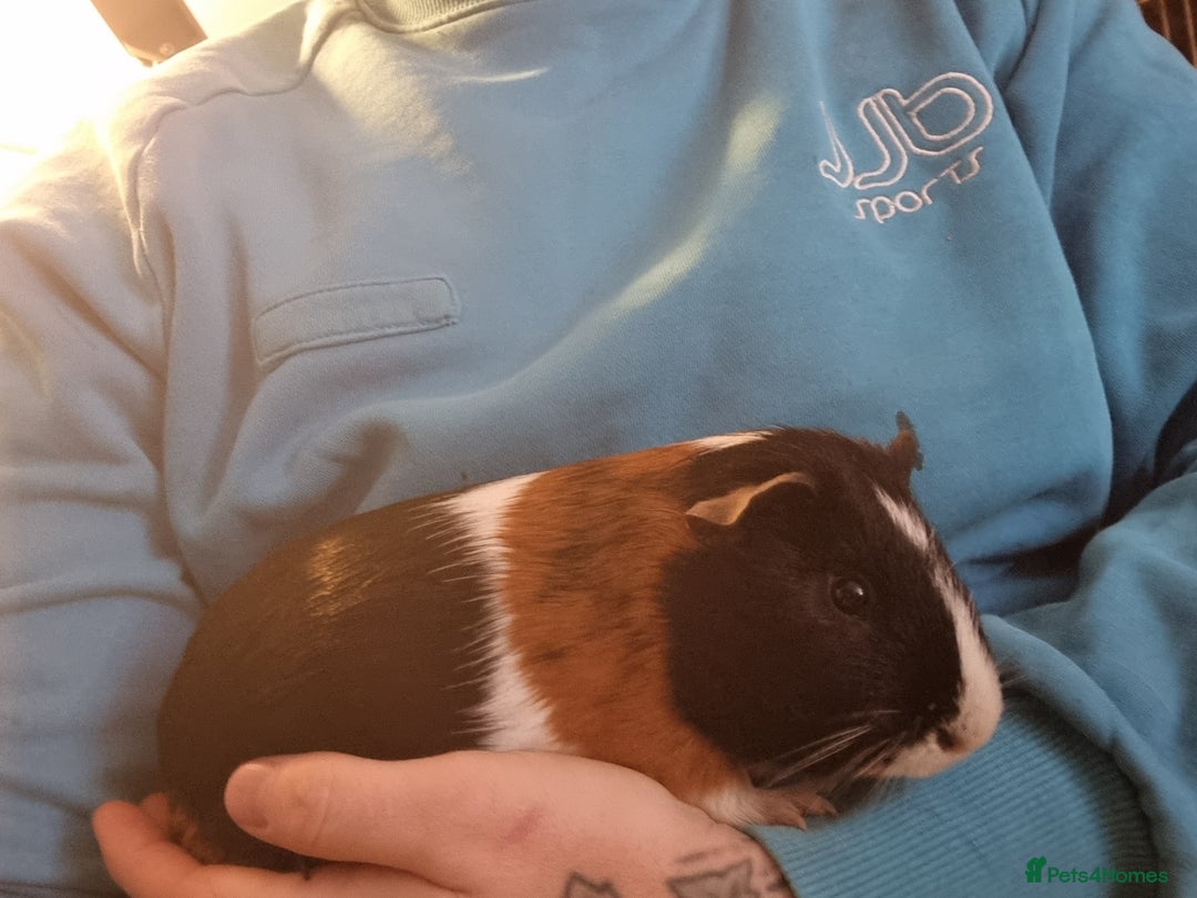 Guinea Pig rodents for sale: Pair of Male Guinea Pigs  - Image 3