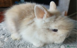 Lionhead rabbits for sale: Stunning DM Lionhead baby rabbits  - Image 3