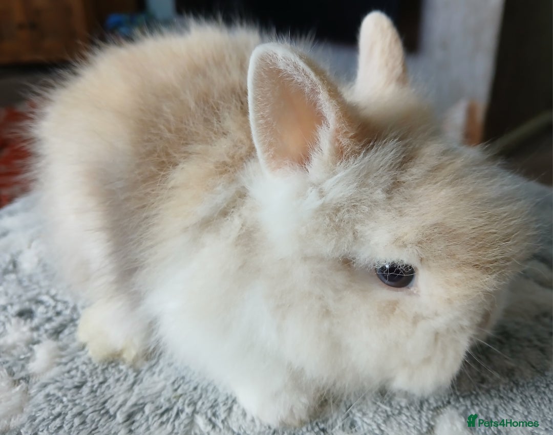 Lionhead rabbits for sale: Stunning DM Lionhead baby rabbits  - Image 3