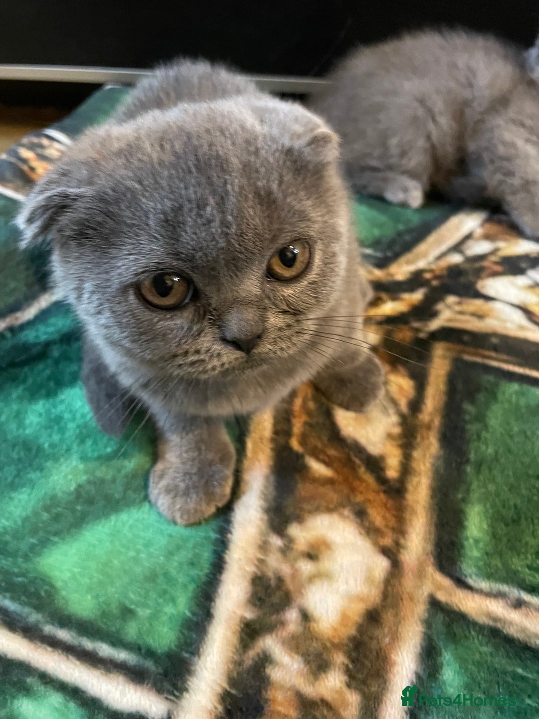 Scottish Fold cats for sale: Scottish fold kittens - Image 11