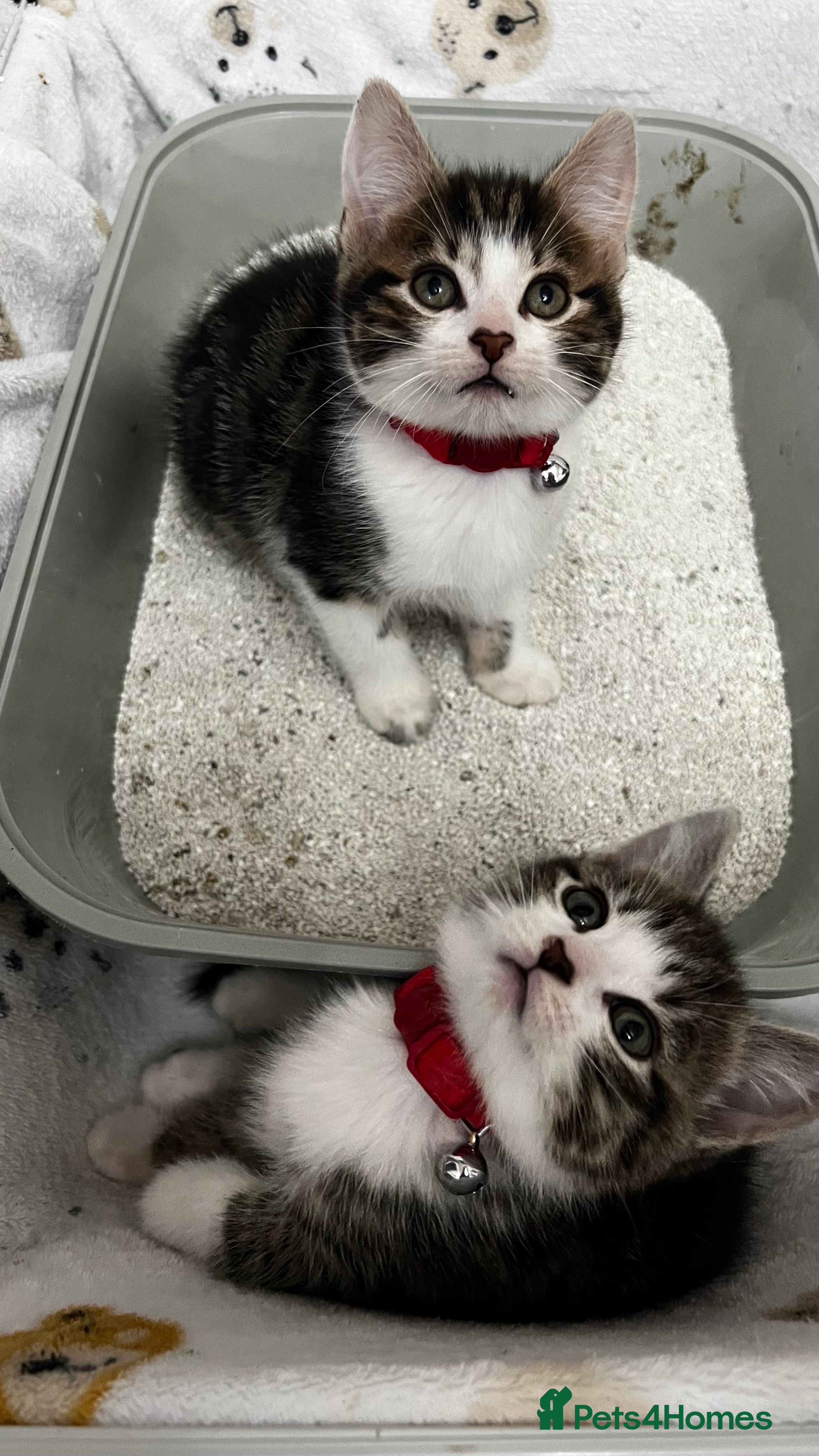 Domestic Shorthair cats Ready Now Tuxedo x Tiger bengals😍 - Advert 5