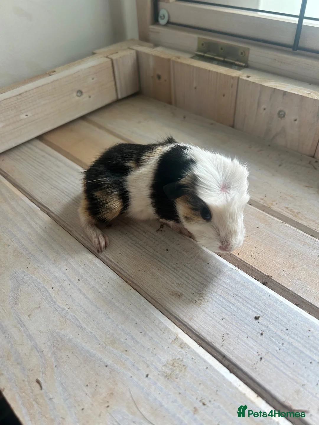 Guinea Pig rodents for sale: Family of guinea pigs  - Advert 9