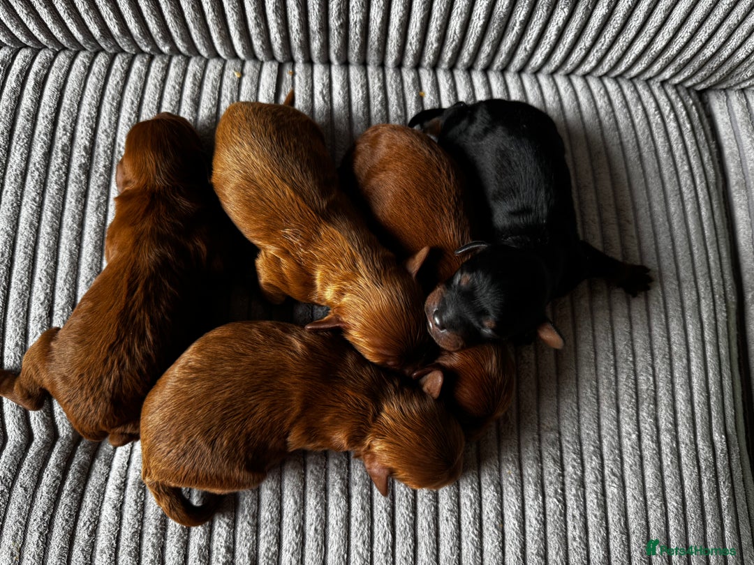 Toy Poodle dogs for stud: Vinnie the little king ❤️ - Advert 8