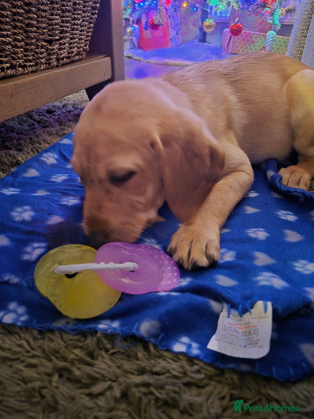 Labrador Retriever dogs for sale: Labrador puppies for sale - Advert 2