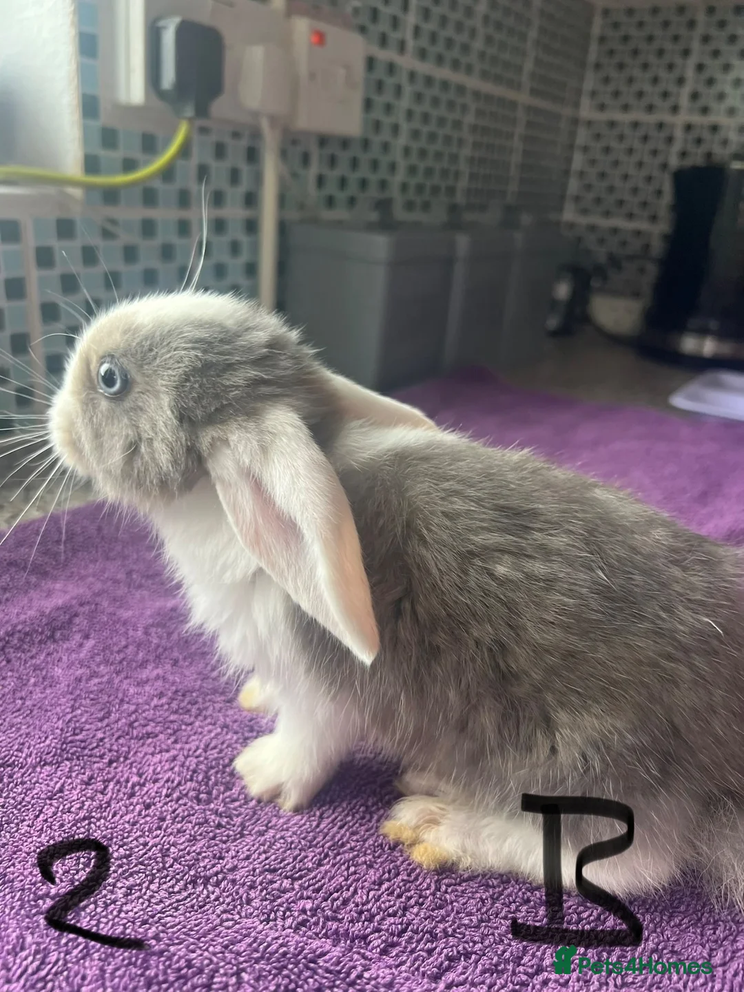 English Lop rabbits for sale: X2 8 week old Male lops  - Advert 2