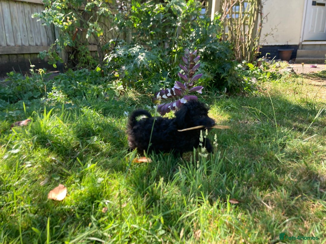 Yorkiepoo dogs for sale: Tiny yorkiepoo puppies( 1 girl left price dropped) in Newton Abbot - Image 2