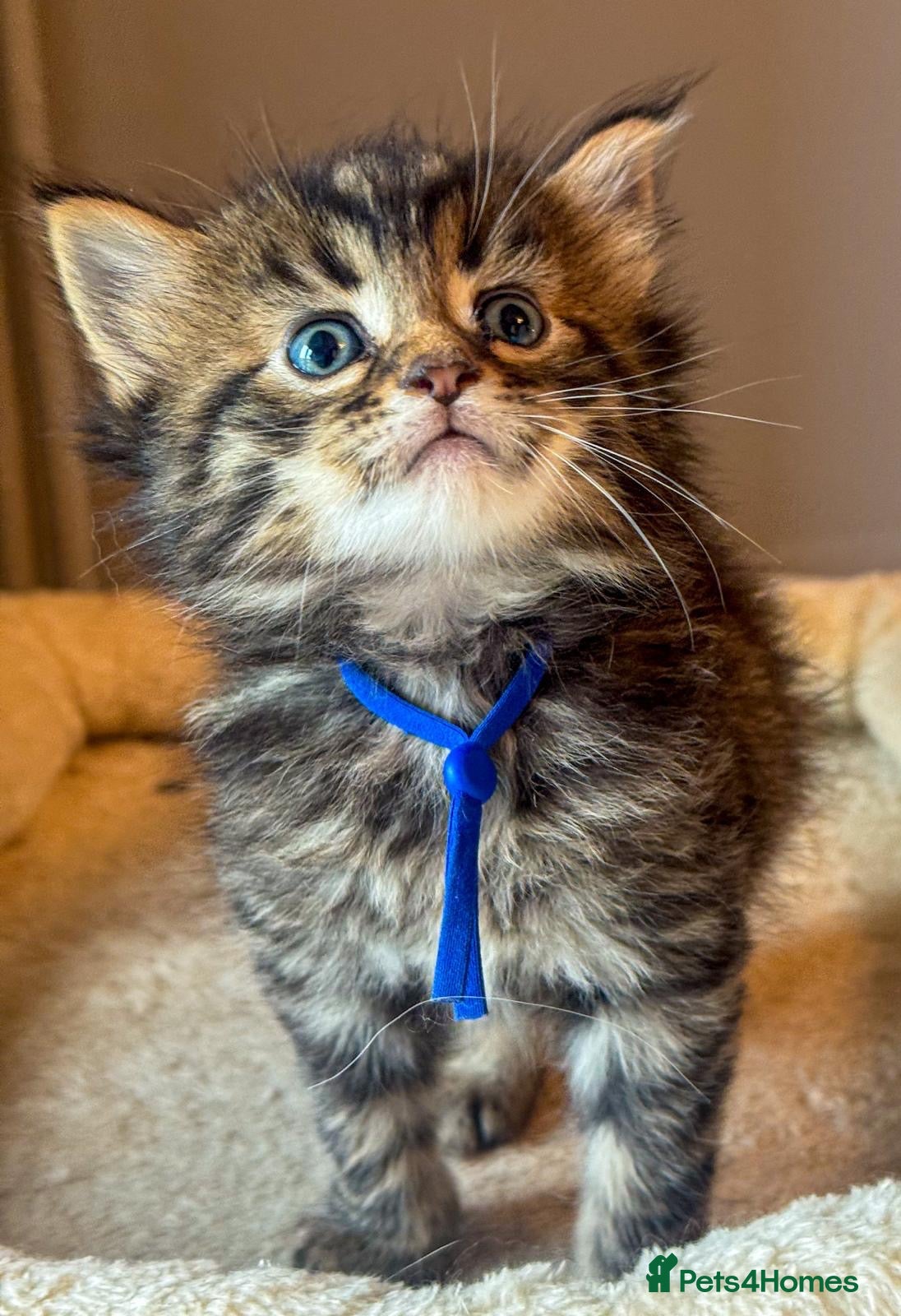Maine Coon cats Adorable full breed Mainecoon boys ready 28th sep - Advert 18