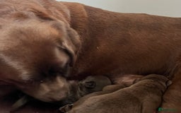 Labrador Retriever dogs for sale: Chunky Chocolate Labrador Puppies - Image 11