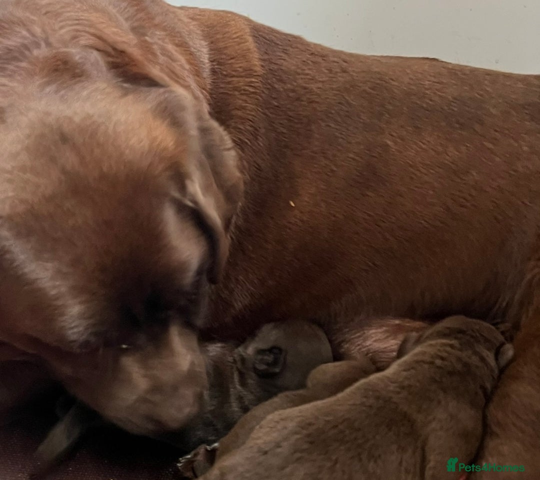 Labrador Retriever dogs for sale: Chunky Chocolate Labrador Puppies - Image 11