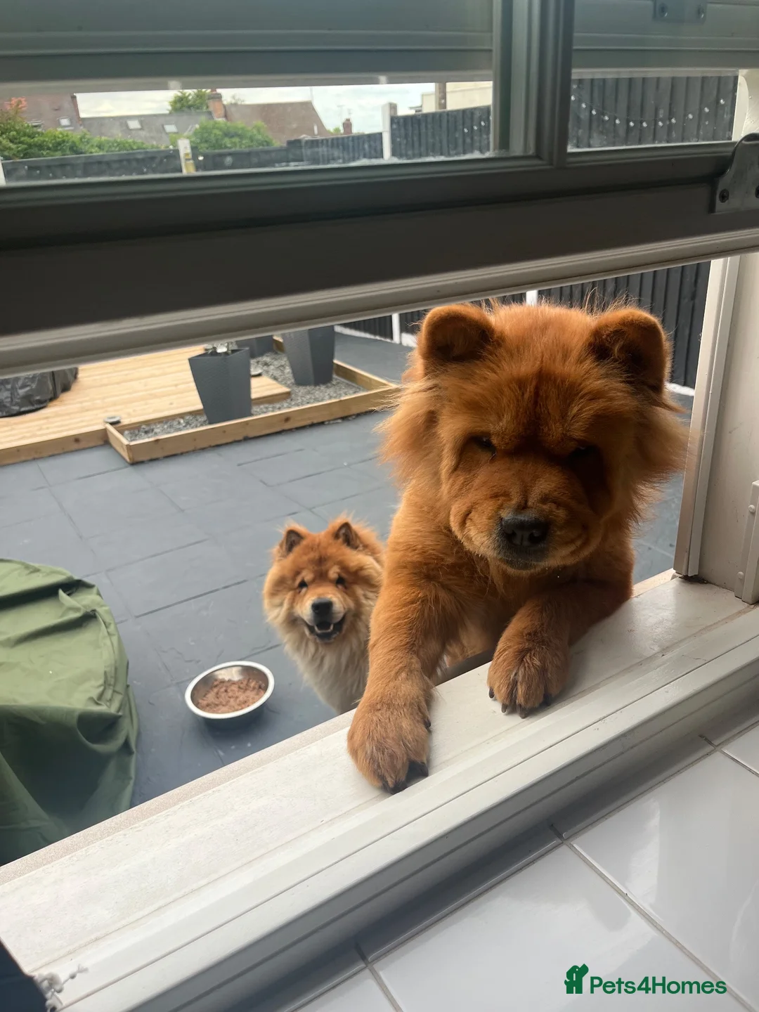 Chow Chow dogs for sale: Female and male chow chows  in Atherstone - Advert 2