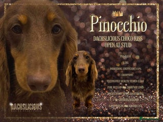 Miniature Dachshund dogs in Grays - Advert 13