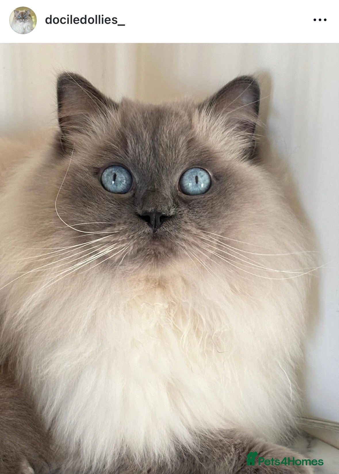 Ragdoll cats Beautiful blue point female  - Advert 1
