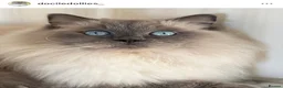 Ragdoll cats for sale: Beautiful blue point female  - Advert 1