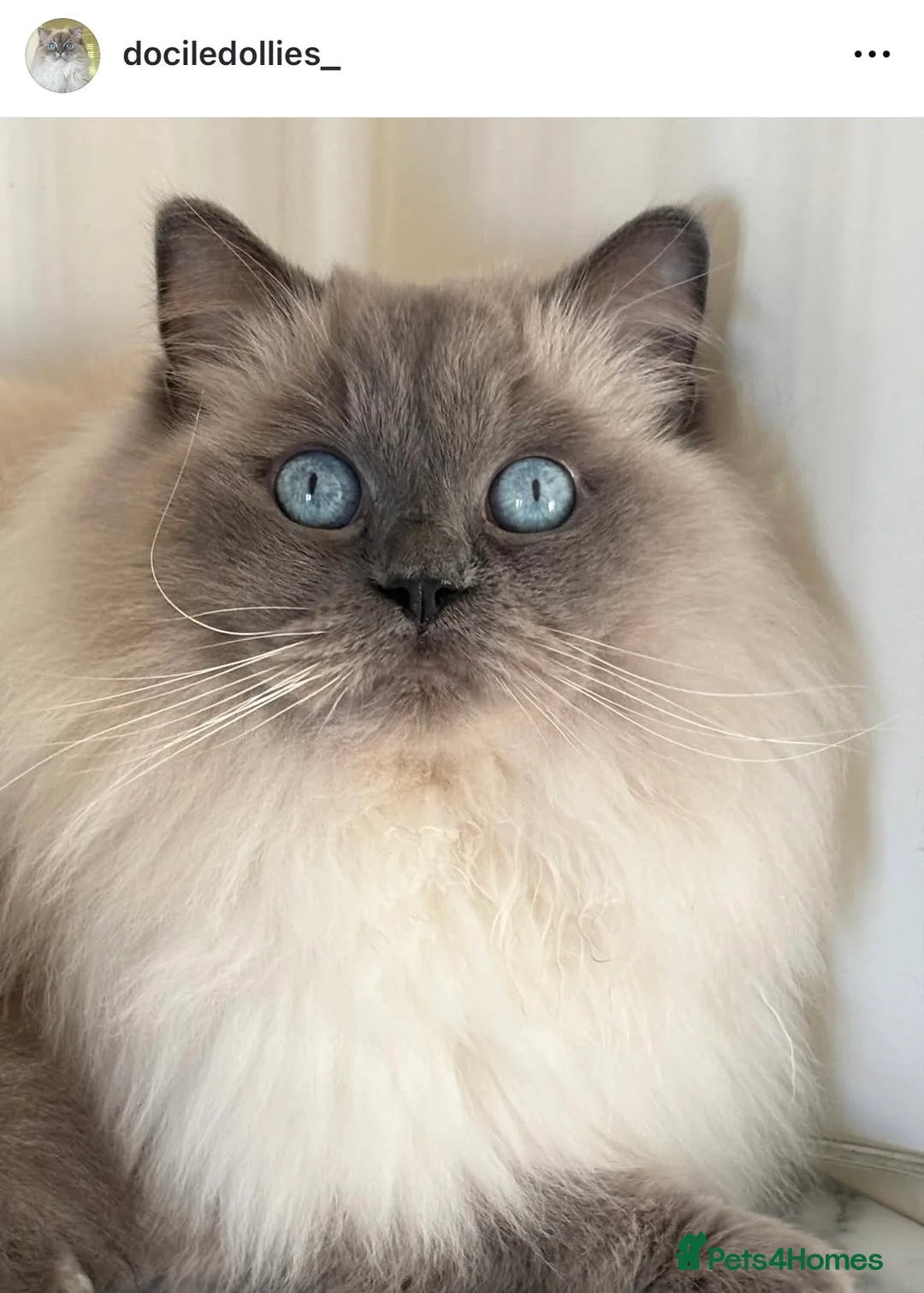 Ragdoll cats for sale: Beautiful blue point female  - Advert 1