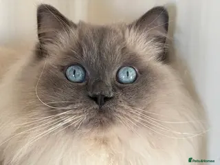 Ragdoll cats Beautiful blue point female - Advert 1