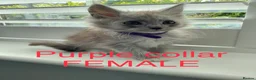 Maine Coon cats for sale: Bundles of fluff,  Maine Coon kittens  - Advert 32