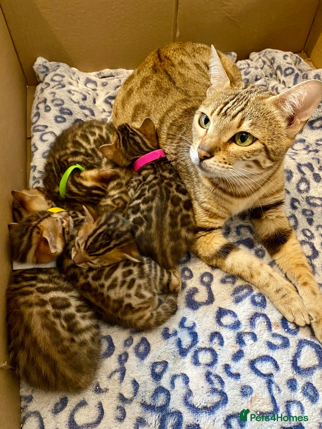 Bengal cats for sale: ⭐️ 1 LEFT!! - STUNNING TICA REG BENGAL CUBS ⭐️ - Image 32