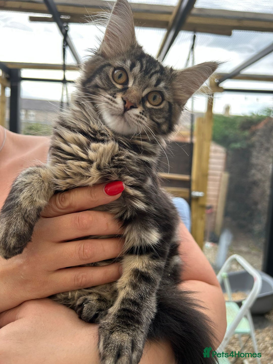 Maine Coon cats for sale: Maine coon kittens - Image 10