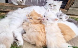 Persian cats for sale: BEAUTIFUL DOLL FACE FULL PERSIAN LONG HAIR KITTEN - Advert 15