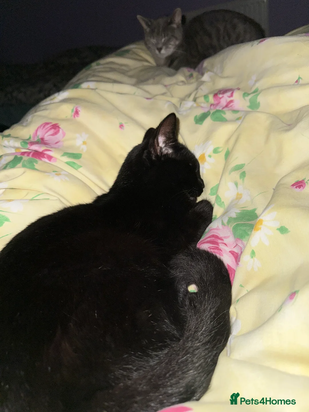 Mixed Breed cats for sale: Black female cat for sale - Advert 3