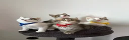 Ragcoon cats for sale: RAGCOONS ragdoll mainecoons - Advert 15