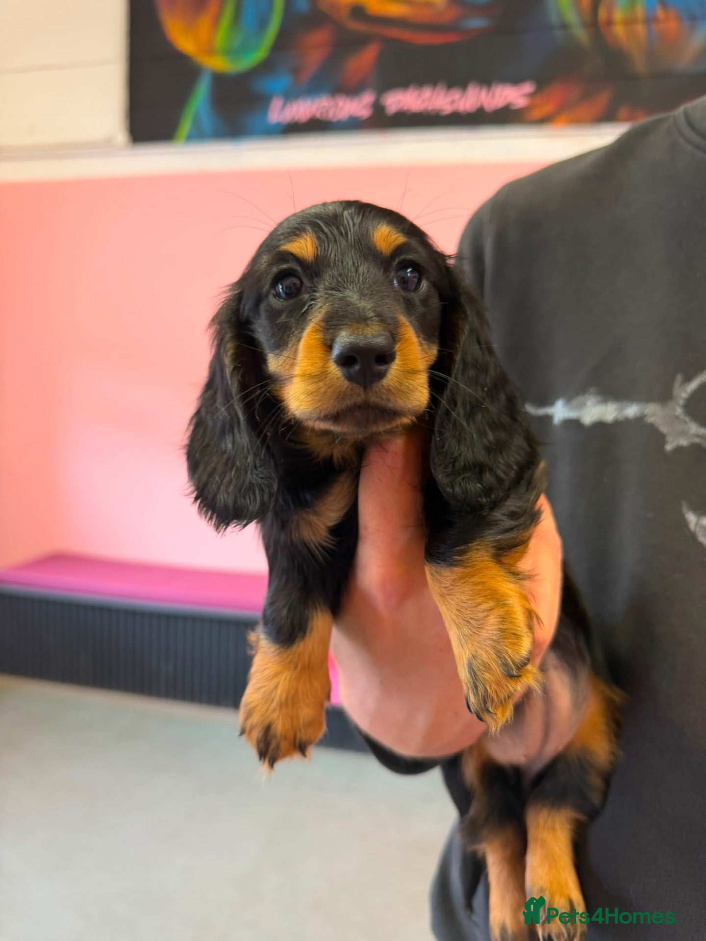 Miniature Dachshund dogs KC MINIATURE LONG HAIRED DACHSHUNDS  - Advert 7