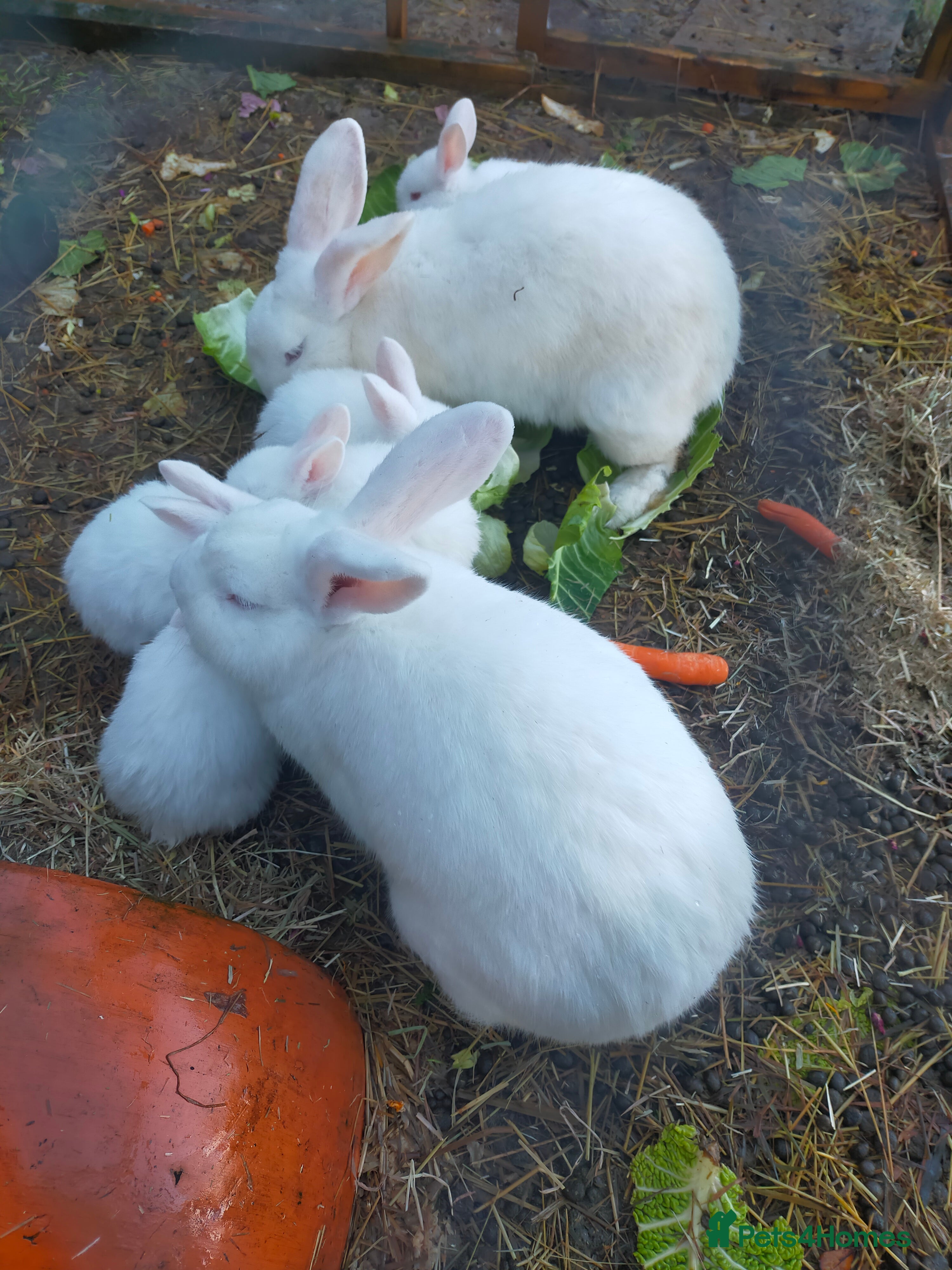 New Zealand rabbits New Zealand White baby rabbits  - Advert 5