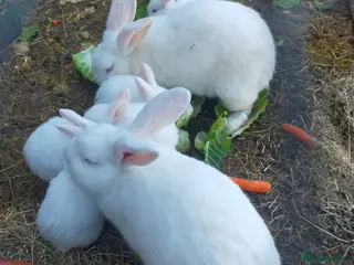 New Zealand rabbits New Zealand White baby rabbits - Advert 5