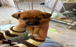 Jack Russell dogs for sale: Jack Russell puppy’s  - Advert 8