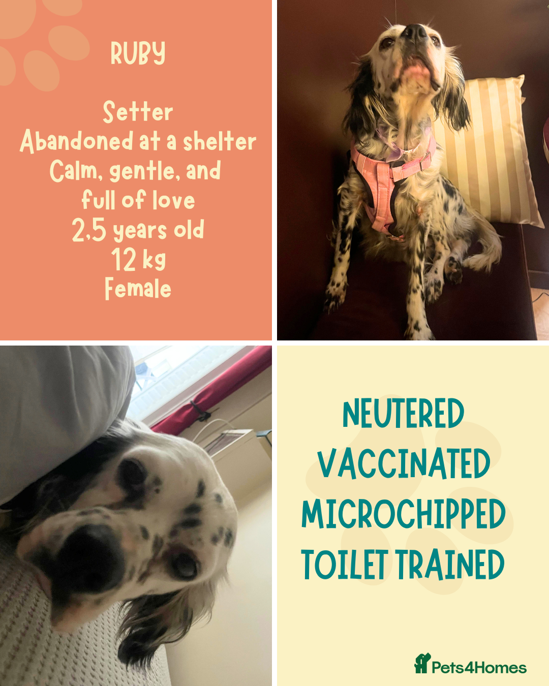 English Setter dogs for adoption: Ruby and Ellie - 2.5 years old | Female Setters - Image 23