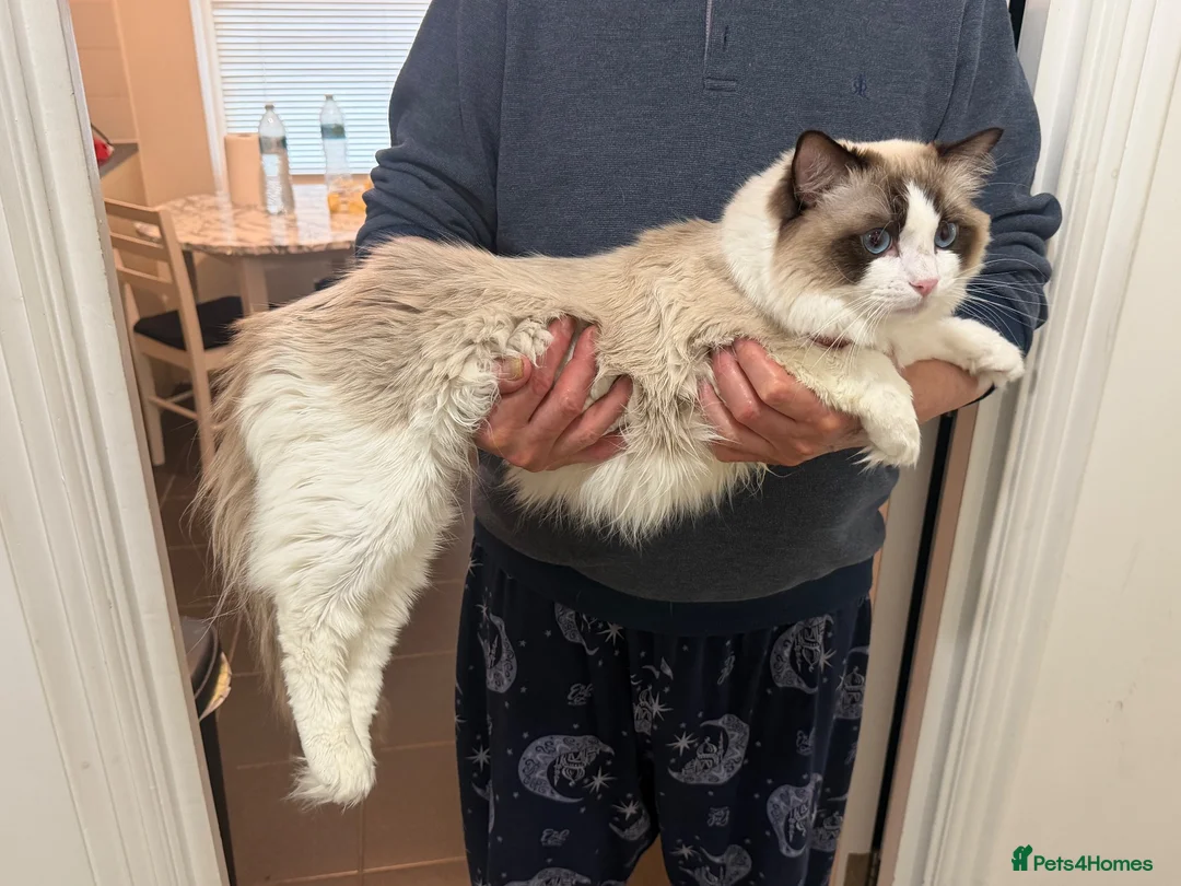 Ragdoll cats for stud: Handsome Large Seal Bi-Colour Ragdoll Stud  - Advert 2